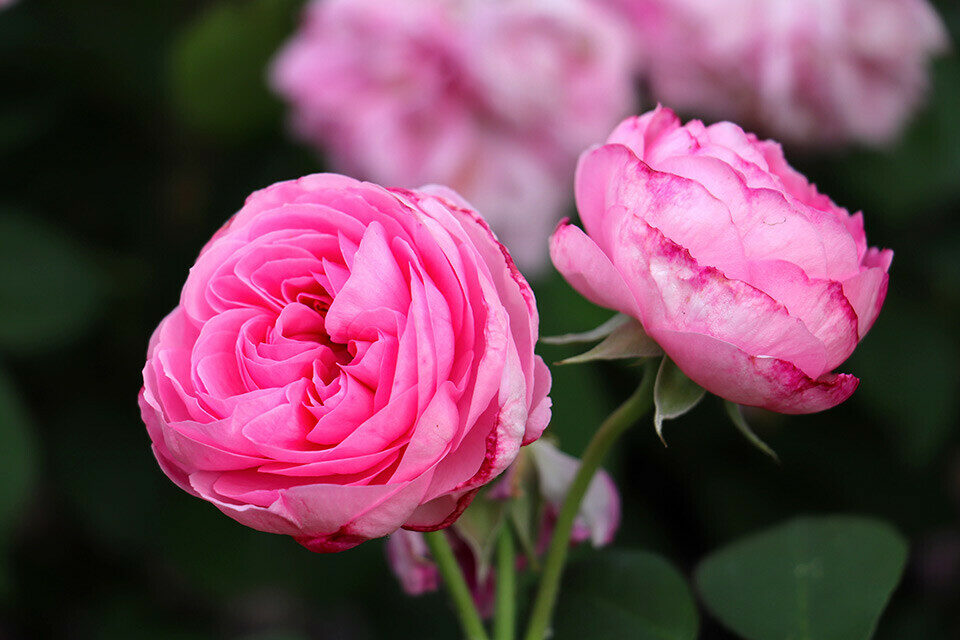 fleurs roses